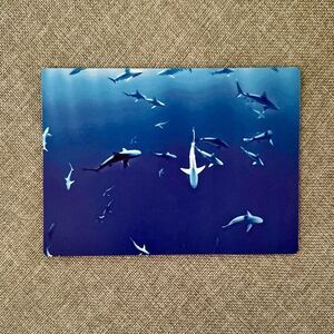 Blue Ocean Sharks Magnet